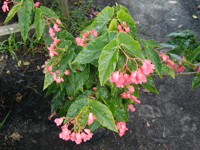 B. ‘Satellite Pink’